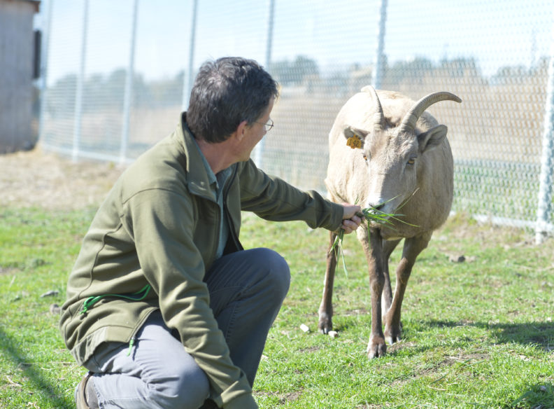 WSU's Dr. Tom Besser feeds a bighorn sheep at WSU Pullman.